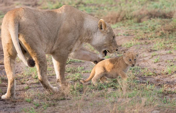 Lioness Her Cub Africa Picture Wildlife — Stock Photo, Image