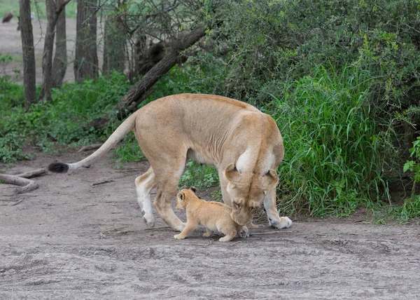 Leeuwin Haar Cub Afrika Foto Van Dieren Het Wild — Stockfoto