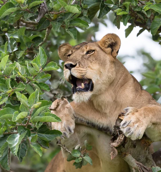 Lwica Relaksując Się Drzewo Bliska National Park Afryka — Zdjęcie stockowe