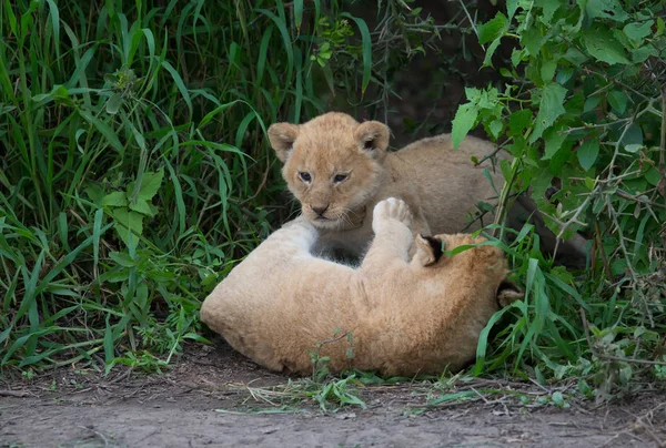 oynarken, Afrika aslan yavruları. yaban hayatı resim. 