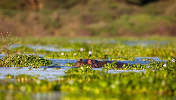  su aygırı doğal ortamında aldı.