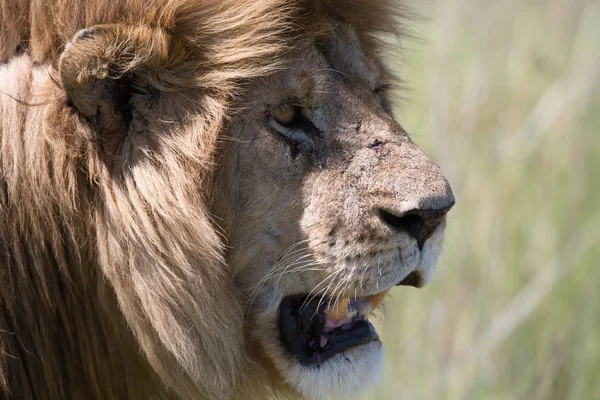Picture Male Lion Picture Wildlife Tanzania — Stock Photo, Image
