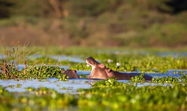  su aygırı doğal ortamında aldı.