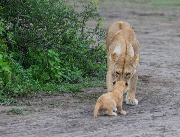 Lwica Jej Cub Afryce Obraz Przyrody — Zdjęcie stockowe