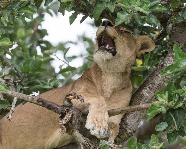 dişi aslan ağaç üzerinde rahatlatıcı kapatın. Milli Parkı, Afrika. 