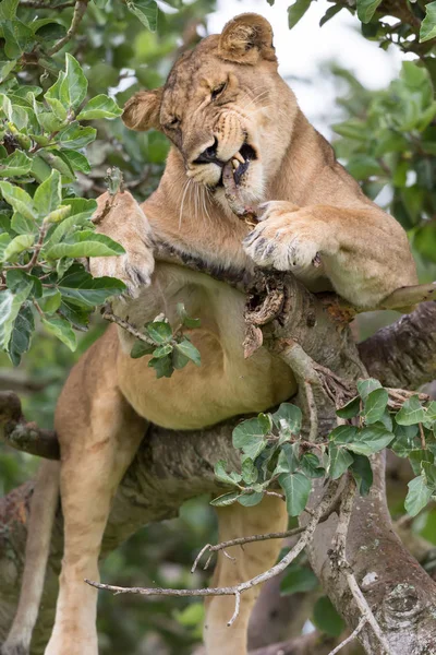 Ağaçta, dişi aslan kapatın. Milli Parkı, Afrika. 