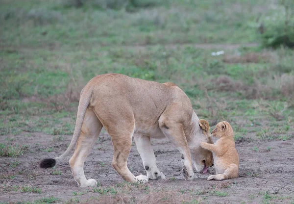 dişi aslan ve yavrusunu Afrika. yaban hayatı resim. 