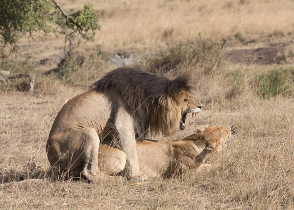 Aslan Aslan Savana Afrika — Stok fotoğraf