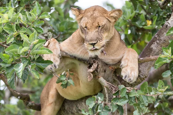 Lioness Relaxing Tree Close National Park Africa — Stock Photo, Image