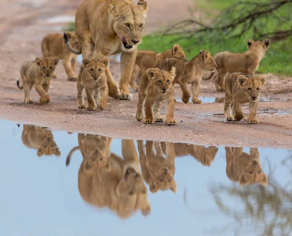 Leoa Com Filhotes África Imagem Vida Selvagem — Fotografia de Stock