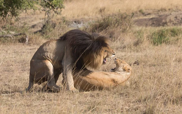Lev Lvice Savaně Afrika — Stock fotografie