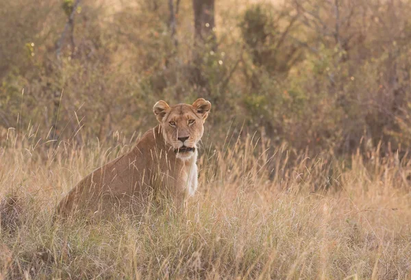Savana, Afrika içinde dişi aslan. Dişi aslan Afrika savana gidiyor. Yaban hayatı iyi resmi vardır. 