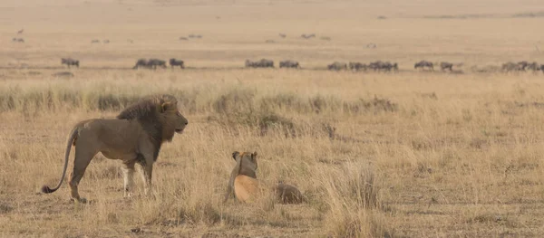 Lew Lwica Sawanny Afryki Dzikich Zwierząt — Zdjęcie stockowe