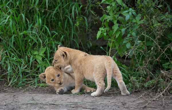 Årsungar Lion Spelar Afrika Bild Wildlife — Stockfoto