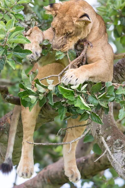 dişi aslan ağaç üzerinde rahatlatıcı kapatın. Milli Parkı, Afrika. 