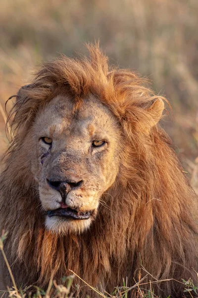 Image Lion Image Faune Tanzanie — Photo