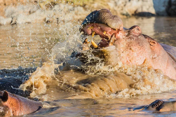 Fight Two Hippopotamuses Wildlife Africa — Stock Photo, Image