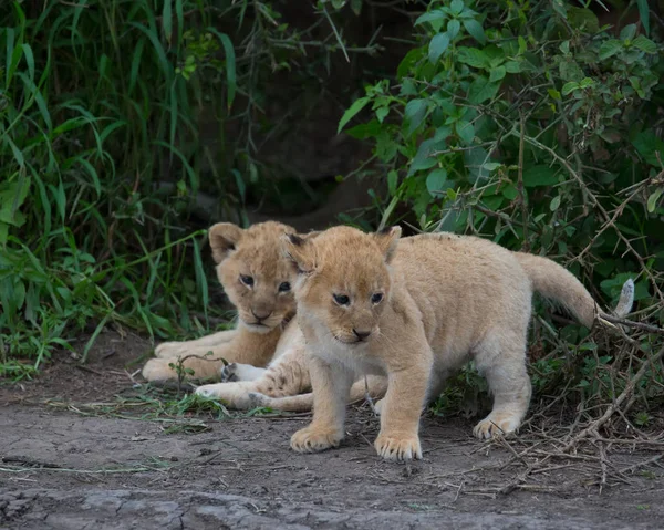 Årsungar Lion Spelar Afrika Bild Wildlife — Stockfoto