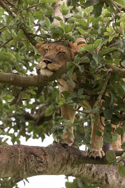 Ağaçta, dişi aslan kapatın. Milli Parkı, Afrika. 