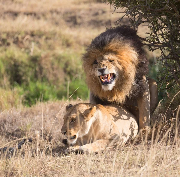 Leeuw Leeuwin Savanne Afrika Dieren Het Wild — Stockfoto