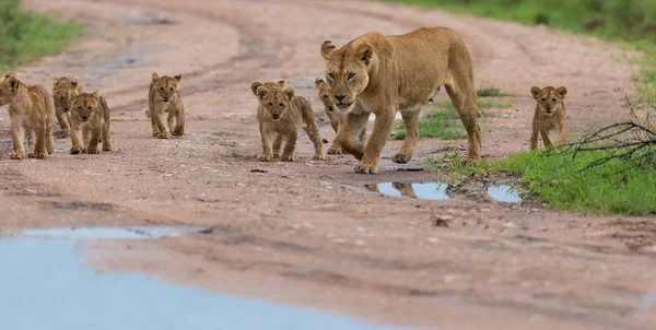 Löwin Mit Jungen Afrika Bild Der Tierwelt — Stockfoto