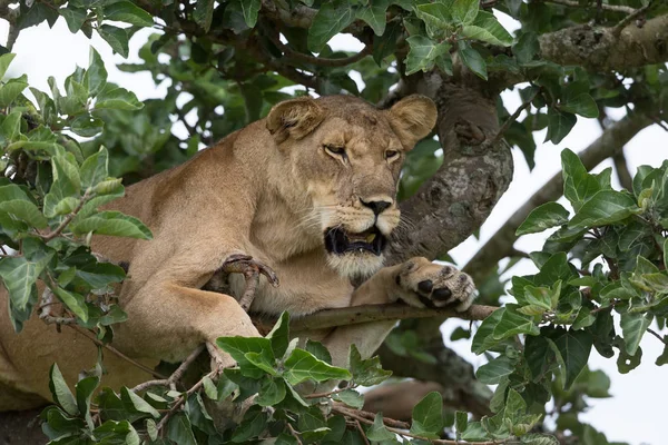 Ağaçta, dişi aslan kapatın. Milli Parkı, Afrika. 