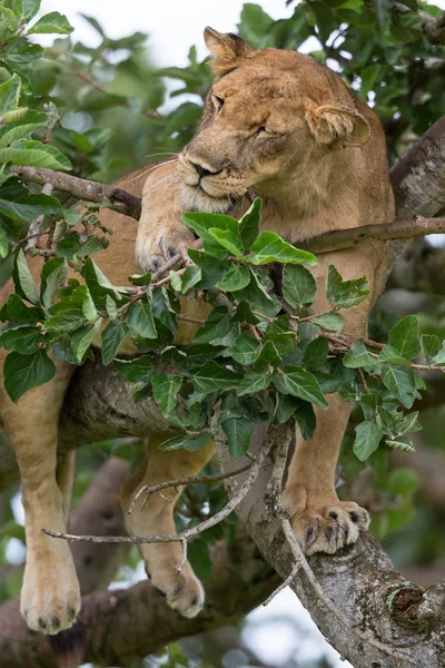 dişi aslan ağaç üzerinde rahatlatıcı kapatın. Milli Parkı, Afrika. 