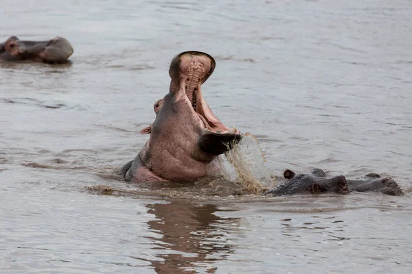 Hipopotamın Doğal Ortamında Aldı — Stok fotoğraf