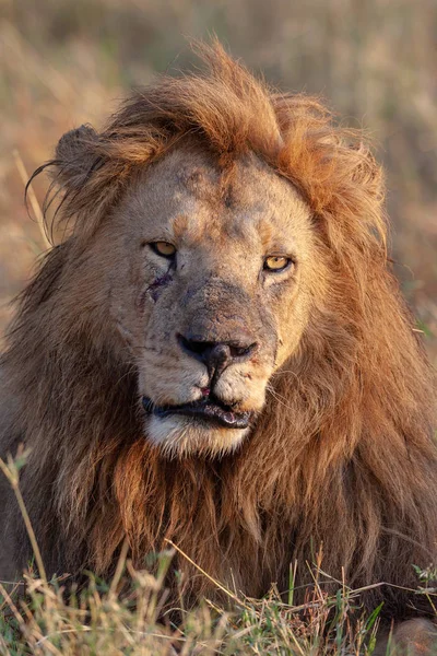 Image Lion Image Faune Tanzanie — Photo