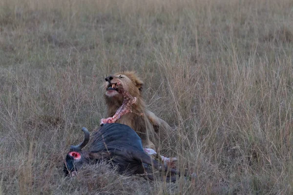 lion near dead wildebeest after successful hunting. It is an excellent illustration which shows wildlife