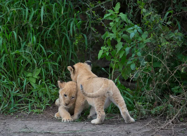 oynarken, Afrika aslan yavruları. yaban hayatı resim. 