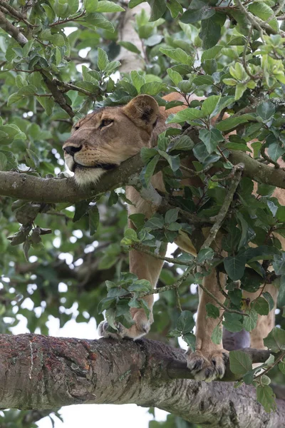 Leoa Árvore Perto Parque Nacional África — Fotografia de Stock