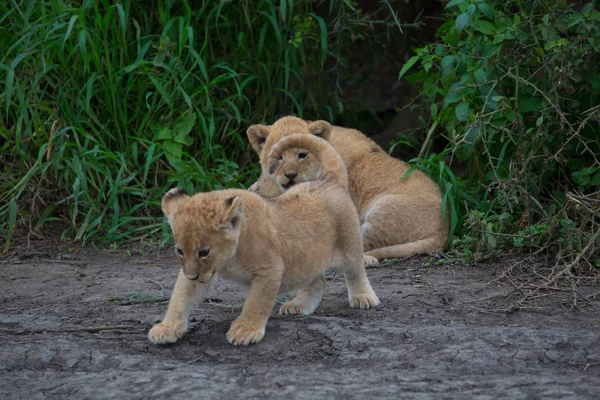 cubs of lion playing,   Africa.  picture of wildlife.