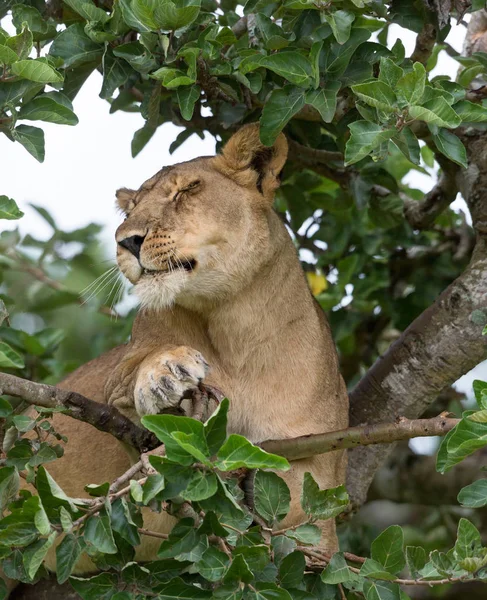 Lioness Tree Close National Park Africa — Stock Photo, Image