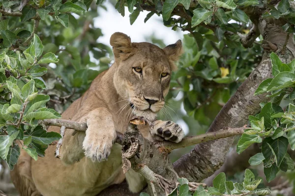 Lioness Tree Close National Park Africa — Stock Photo, Image