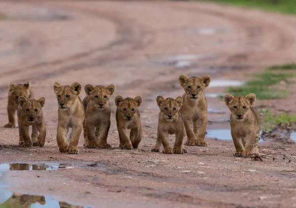 狮子走的幼崽 野生动物图片 — 图库照片