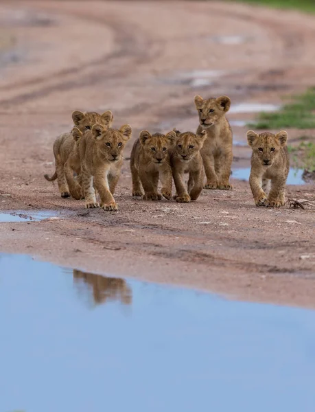 Louveteaux Lion Marchant Afrique Image Faune — Photo
