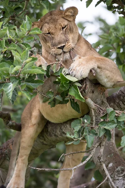 Leoa Relaxante Árvore Perto Parque Nacional África — Fotografia de Stock