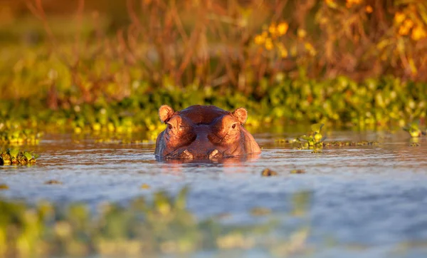 Hippopotame Pris Dans Habitat Naturel — Photo