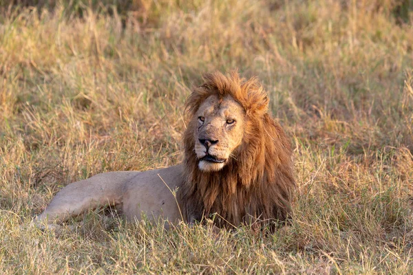 Aslan Resmini Yaban Hayatı Resim Tanzanya — Stok fotoğraf