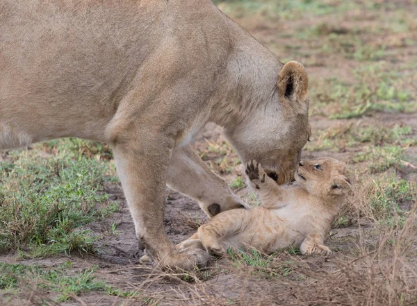 Leeuwin Haar Cub Afrika Foto Van Dieren Het Wild — Stockfoto