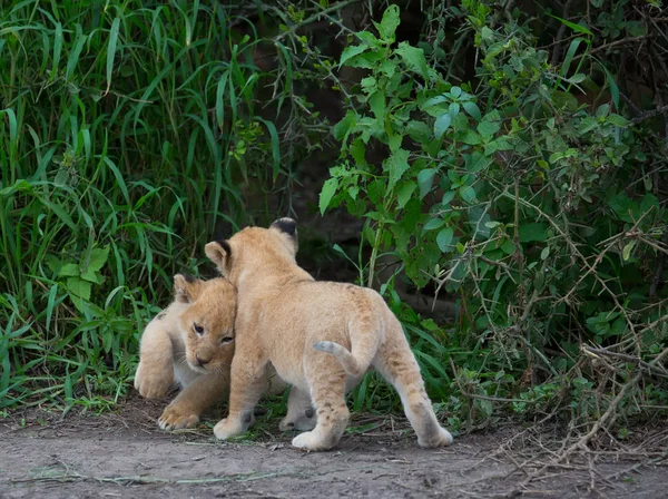 Львиные Детеныши Играют Африка Картинка Дикой Природы — стоковое фото