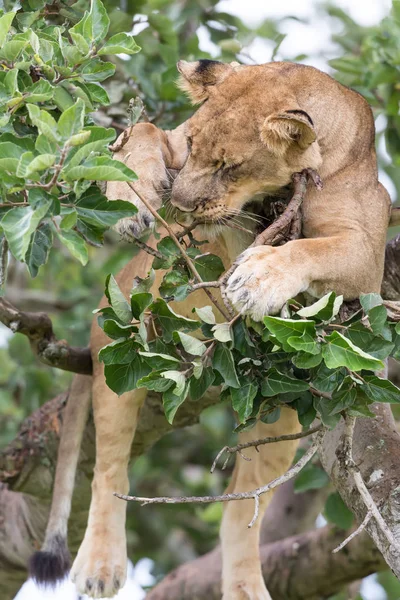 Lioness Relaxing Tree Close National Park Africa — Stock Photo, Image