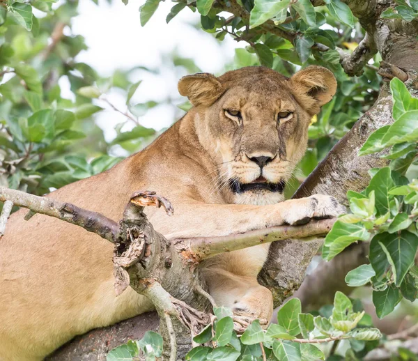 Leoa Relaxante Árvore Perto Parque Nacional África — Fotografia de Stock