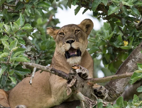 Lioness Tree Close National Park Africa — Stock Photo, Image