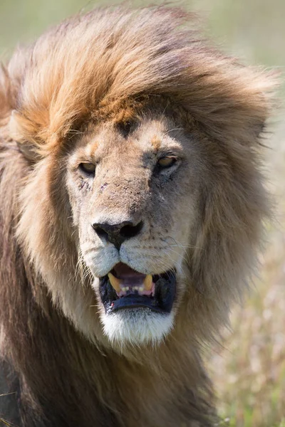 Image Lion Mâle Image Faune Tanzanie — Photo