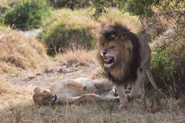 非洲大草原上的狮子和母狮 — 图库照片