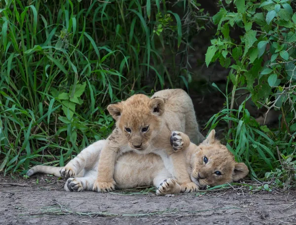 cubs of lion playing,   Africa.  picture of wildlife.