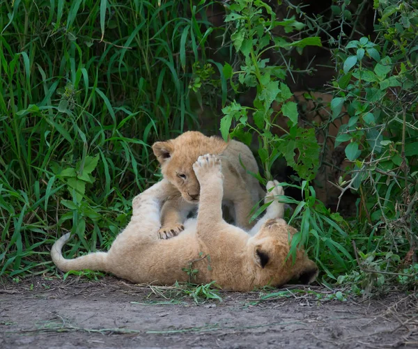 Cachorros León Jugando África Imagen Vida Silvestre —  Fotos de Stock