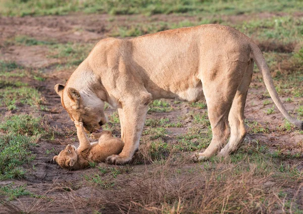 ライオンとアフリカの彼女のカブ 野生動物の写真 — ストック写真